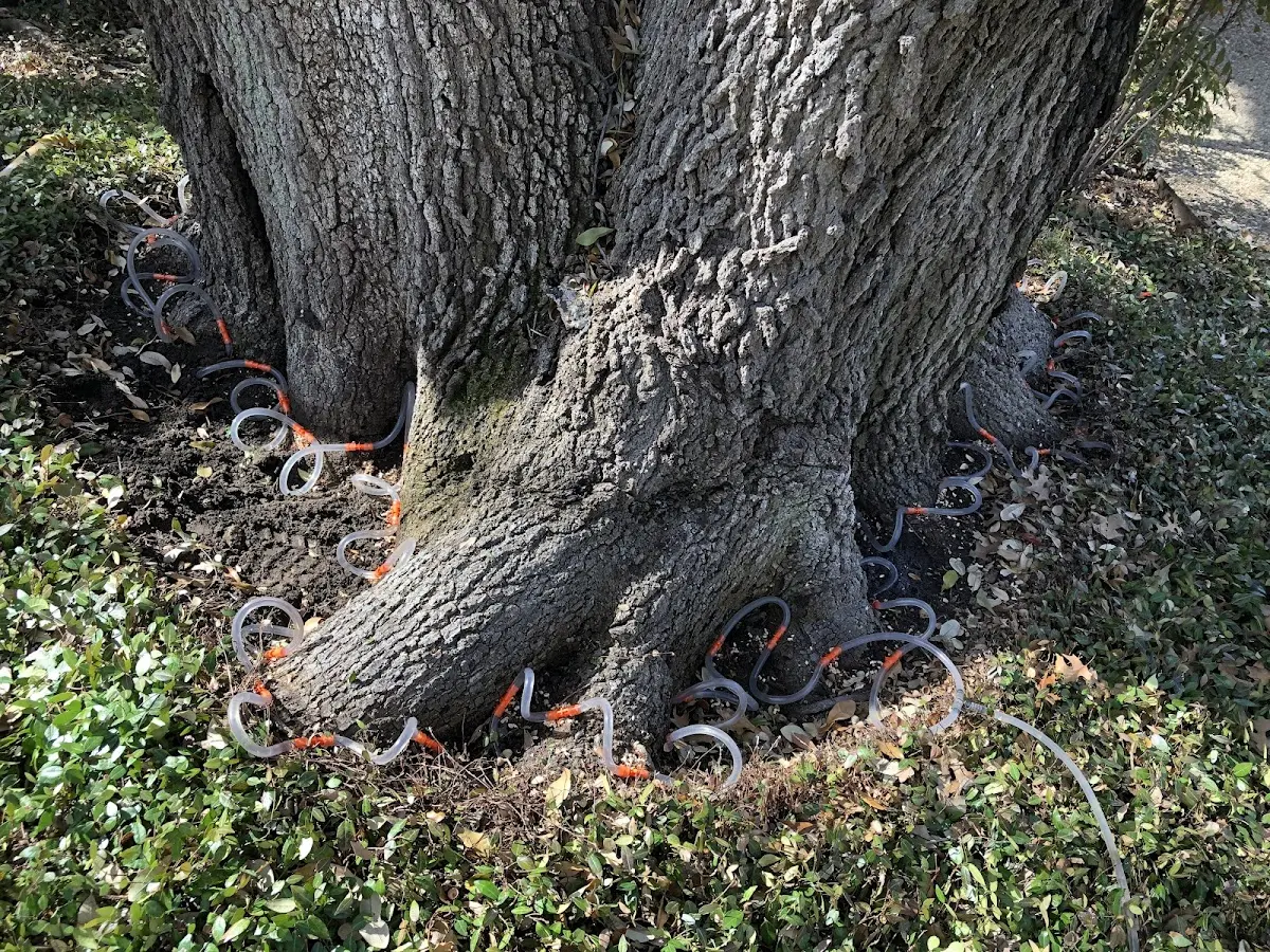 Detailed Shrub and Hedge Trimming job site in Lamar