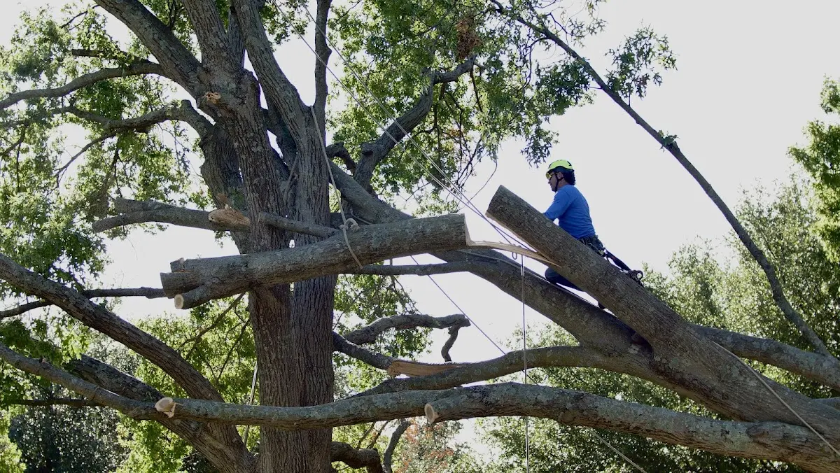 Professional Crown Thinning performed by certified arborists in Lamar