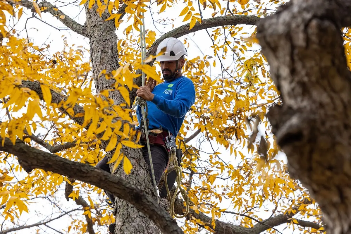 Skilled Tree Pruning crew working in Lamar